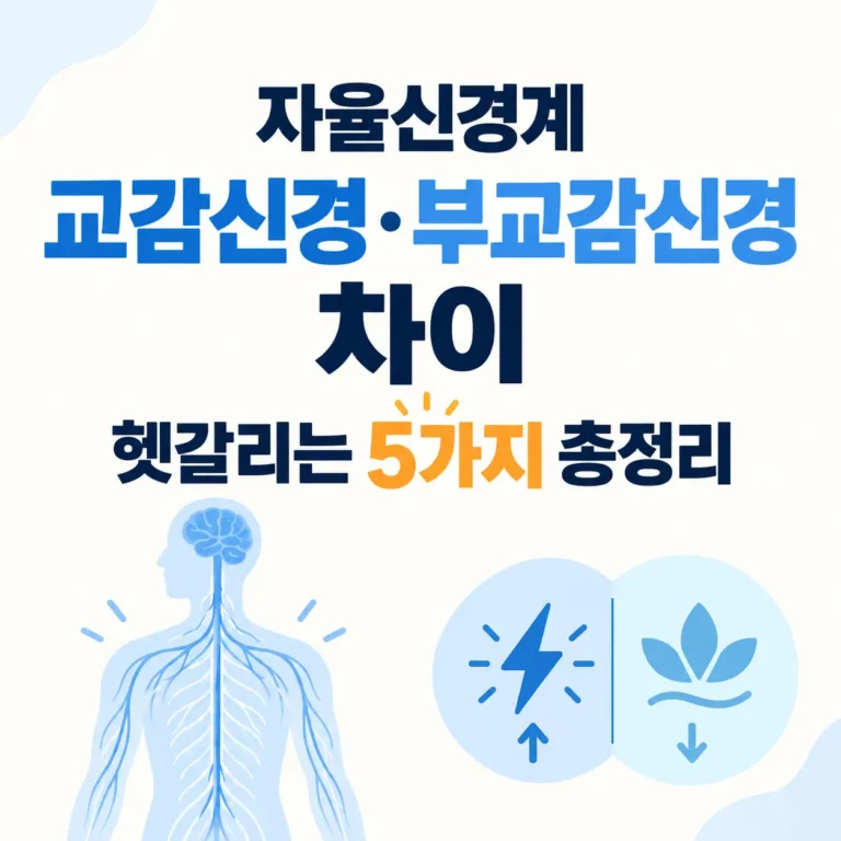 교감신경 부교감신경 차이점